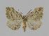  ( - BC EF Lep 00834)  @13 [ ] Copyright (2010) Unspecified Research Collection of Egbert Friedrich