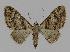  ( - BC EF Lep 00835)  @14 [ ] Copyright (2010) Unspecified Research Collection of Egbert Friedrich