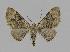  ( - BC EF Lep 00836)  @13 [ ] Copyright (2010) Unspecified Research Collection of Egbert Friedrich
