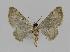  ( - BC EF Lep 00836)  @13 [ ] Copyright (2010) Unspecified Research Collection of Egbert Friedrich