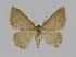  ( - BC EF Lep 00847)  @13 [ ] Copyright (2010) Unspecified Research Collection of Egbert Friedrich