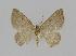  ( - BC EF Lep 00847)  @13 [ ] Copyright (2010) Unspecified Research Collection of Egbert Friedrich