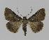  ( - BC EF Lep 00864)  @13 [ ] Copyright (2010) Unspecified Research Collection of Egbert Friedrich