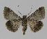  ( - BC EF Lep 00864)  @12 [ ] Copyright (2010) Unspecified Research Collection of Egbert Friedrich