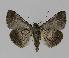  ( - BC EF Lep 00865)  @12 [ ] Copyright (2010) Unspecified Research Collection of Egbert Friedrich