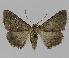  ( - BC EF Lep 00866)  @13 [ ] Copyright (2010) Unspecified Research Collection of Egbert Friedrich