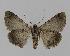  ( - BC EF Lep 00866)  @12 [ ] Copyright (2010) Unspecified Research Collection of Egbert Friedrich