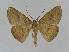  ( - BC EF Lep 00875)  @13 [ ] Copyright (2010) Unspecified Research Collection of Egbert Friedrich