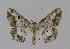  ( - BC EF Lep 00891)  @13 [ ] Copyright (2010) Unspecified Research Collection of Egbert Friedrich
