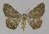  ( - BC EF Lep 00893)  @14 [ ] Copyright (2010) Unspecified Research Collection of Egbert Friedrich