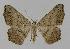  ( - BC EF Lep 00894)  @13 [ ] Copyright (2010) Unspecified Research Collection of Egbert Friedrich