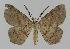  ( - BC EF Lep 00896)  @14 [ ] Copyright (2010) Unspecified Research Collection of Egbert Friedrich