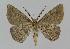  ( - BC EF Lep 00897)  @13 [ ] Copyright (2010) Unspecified Research Collection of Egbert Friedrich