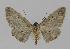  ( - BC EF Lep 00901)  @13 [ ] Copyright (2010) Unspecified Research Collection of Egbert Friedrich