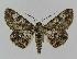  ( - BC EF Lep 00941)  @13 [ ] Copyright (2010) Unspecified Research Collection of Egbert Friedrich