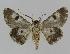  ( - BC EF Lep 00941)  @13 [ ] Copyright (2010) Unspecified Research Collection of Egbert Friedrich