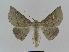  ( - BC EF Lep 00969)  @13 [ ] Copyright (2010) Unspecified Research Collection of Egbert Friedrich