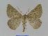  ( - BC EF Lep 00993)  @14 [ ] Copyright (2010) Unspecified Research Collection of Egbert Friedrich