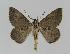  ( - BC EF Lep 00996)  @13 [ ] Copyright (2010) Unspecified Research Collection of Egbert Friedrich