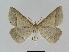  ( - BC EF Lep 00998)  @14 [ ] Copyright (2010) Unspecified Research Collection of Egbert Friedrich