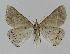  ( - BC EF Lep 00998)  @13 [ ] Copyright (2010) Unspecified Research Collection of Egbert Friedrich