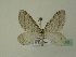  ( - BC ZSM Lep 01552)  @13 [ ] CreativeCommons - Attribution Non-Commercial Share-Alike (2010) Unspecified SNSB, Zoologische Staatssammlung Muenchen