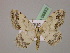  ( - BC ZSM Lep 06853)  @11 [ ] Copyright (2010) Unspecified SNSB, Zoologische Staatssammlung Muenchen