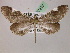 ( - BC ZSM Lep 07253)  @13 [ ] CreativeCommons - Attribution Non-Commercial Share-Alike (2010) Unspecified SNSB, Zoologische Staatssammlung Muenchen