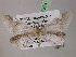  ( - BC ZSM Lep 07254)  @12 [ ] CreativeCommons - Attribution Non-Commercial Share-Alike (2010) Unspecified SNSB, Zoologische Staatssammlung Muenchen