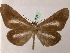  (Macrosoma lucivittataAH01Pe - BC ZSM Lep 07257)  @14 [ ] CreativeCommons - Attribution Non-Commercial Share-Alike (2010) Unspecified SNSB, Zoologische Staatssammlung Muenchen