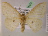  (Semaeopus AH02Pe - BC ZSM Lep 07279)  @14 [ ] CreativeCommons - Attribution Non-Commercial Share-Alike (2010) Unspecified SNSB, Zoologische Staatssammlung Muenchen