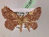  (Semaeopus AH03Pe - BC ZSM Lep 07280)  @14 [ ] CreativeCommons - Attribution Non-Commercial Share-Alike (2010) Unspecified SNSB, Zoologische Staatssammlung Muenchen