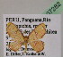  (Tricentra AH02Pe - BC ZSM Lep 07282)  @14 [ ] CreativeCommons - Attribution Non-Commercial Share-Alike (2010) Unspecified SNSB, Zoologische Staatssammlung Muenchen