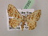  ( - BC ZSM Lep 07290)  @14 [ ] CreativeCommons - Attribution Non-Commercial Share-Alike (2010) Unspecified SNSB, Zoologische Staatssammlung Muenchen