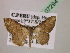  (Ptychamalia AH01Pe - BC ZSM Lep 07294)  @14 [ ] CreativeCommons - Attribution Non-Commercial Share-Alike (2010) Unspecified SNSB, Zoologische Staatssammlung Muenchen