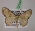  (Ptychamalia AH04Pe - BC ZSM Lep 07299)  @11 [ ] CreativeCommons - Attribution Non-Commercial Share-Alike (2010) Unspecified SNSB, Zoologische Staatssammlung Muenchen