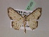  (Ptychamalia AH02Pe - BC ZSM Lep 07300)  @13 [ ] CreativeCommons - Attribution Non-Commercial Share-Alike (2010) Unspecified SNSB, Zoologische Staatssammlung Muenchen