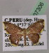  (Tricentra AH10Pe - BC ZSM Lep 07306)  @14 [ ] CreativeCommons - Attribution Non-Commercial Share-Alike (2010) Unspecified SNSB, Zoologische Staatssammlung Muenchen