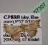  ( - BC ZSM Lep 07307)  @11 [ ] CreativeCommons - Attribution Non-Commercial Share-Alike (2010) Unspecified SNSB, Zoologische Staatssammlung Muenchen