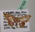  ( - BC ZSM Lep 07308)  @13 [ ] CreativeCommons - Attribution Non-Commercial Share-Alike (2010) Unspecified SNSB, Zoologische Staatssammlung Muenchen