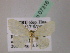  ( - BC ZSM Lep 07316)  @13 [ ] CreativeCommons - Attribution Non-Commercial Share-Alike (2010) Unspecified SNSB, Zoologische Staatssammlung Muenchen