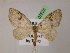  ( - BC ZSM Lep 07628)  @14 [ ] CreativeCommons - Attribution Non-Commercial Share-Alike (2010) Unspecified SNSB, Zoologische Staatssammlung Muenchen