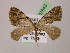  ( - BC ZSM Lep 07643)  @13 [ ] CreativeCommons - Attribution Non-Commercial Share-Alike (2010) Unspecified SNSB, Zoologische Staatssammlung Muenchen