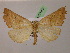  ( - BC ZSM Lep 07653)  @13 [ ] CreativeCommons - Attribution Non-Commercial Share-Alike (2010) Unspecified SNSB, Zoologische Staatssammlung Muenchen