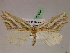  ( - BC ZSM Lep 07654)  @13 [ ] CreativeCommons - Attribution Non-Commercial Share-Alike (2010) Unspecified SNSB, Zoologische Staatssammlung Muenchen