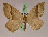  ( - BC ZSM Lep 07660)  @11 [ ] CreativeCommons - Attribution Non-Commercial Share-Alike (2010) Unspecified SNSB, Zoologische Staatssammlung Muenchen