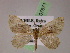  ( - BC ZSM Lep 07671)  @11 [ ] CreativeCommons - Attribution Non-Commercial Share-Alike (2010) Unspecified SNSB, Zoologische Staatssammlung Muenchen