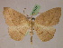  ( - BC ZSM Lep 07675)  @13 [ ] CreativeCommons - Attribution Non-Commercial Share-Alike (2010) Unspecified SNSB, Zoologische Staatssammlung Muenchen