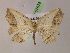  ( - BC ZSM Lep 07678)  @13 [ ] CreativeCommons - Attribution Non-Commercial Share-Alike (2010) Unspecified SNSB, Zoologische Staatssammlung Muenchen