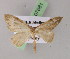 (Triptiloides AH01Cl - BC ZSM Lep 07681)  @14 [ ] CreativeCommons - Attribution Non-Commercial Share-Alike (2010) Unspecified SNSB, Zoologische Staatssammlung Muenchen
